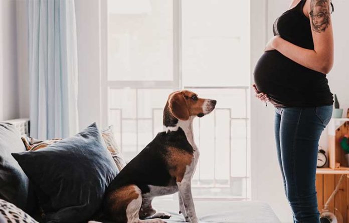 pregnant-lady-dog.jpg