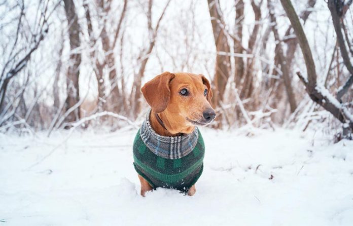 qtdog.jpg