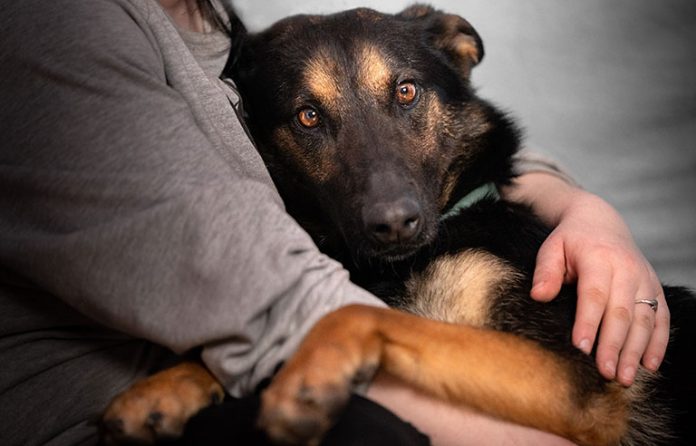 sh.0525.petStress.web.jpg