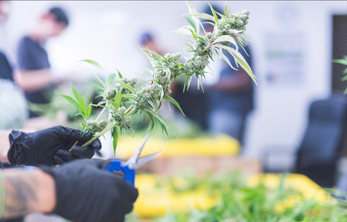 Cannabis clipping