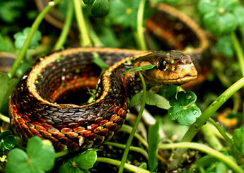 snake