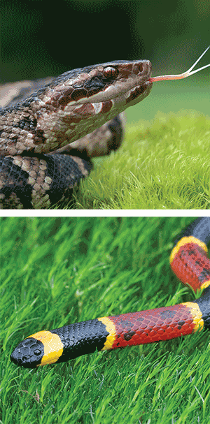 Snakes