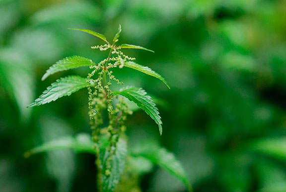 stinging nettle