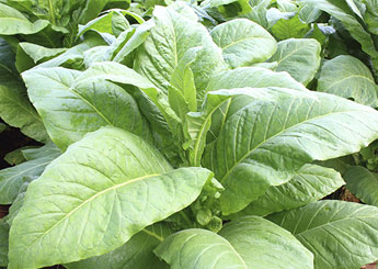 tobacco