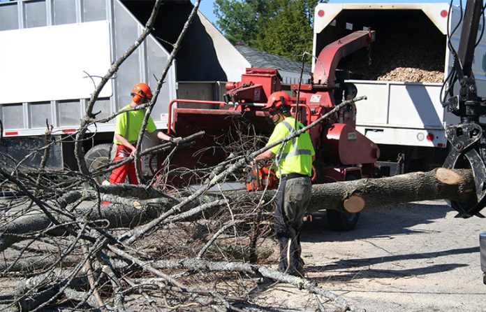 tree care