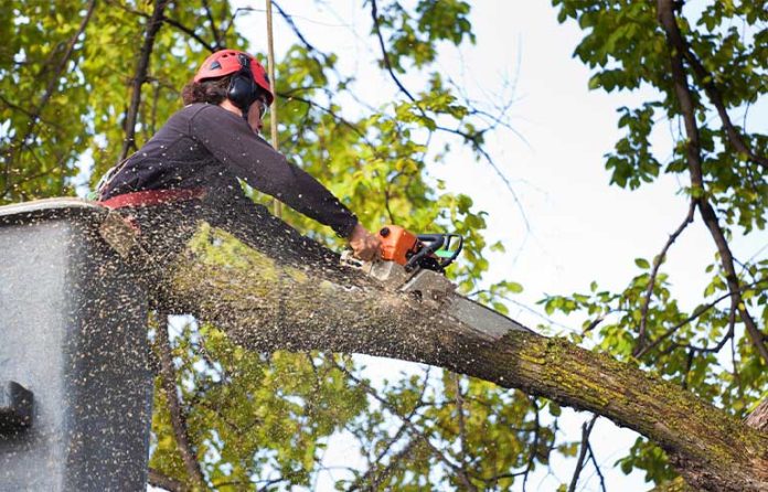 tree-trimming.jpg