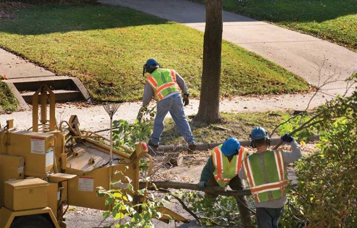 tree workers