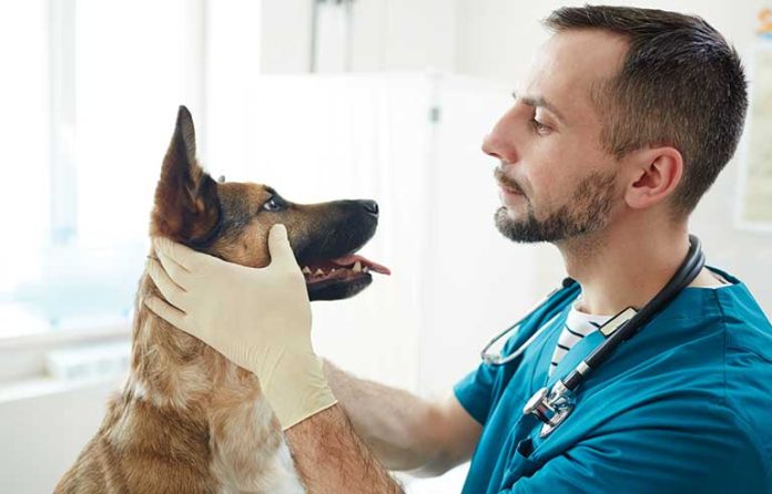 veterinarian
