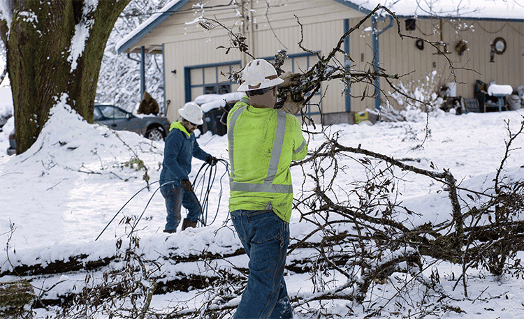 Clearing tree limbs in winter
