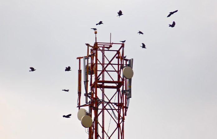 birds.jpg