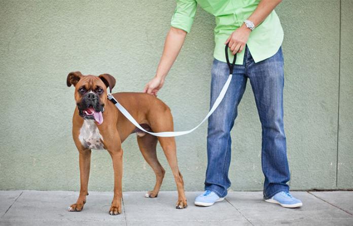 dog-handler.jpg