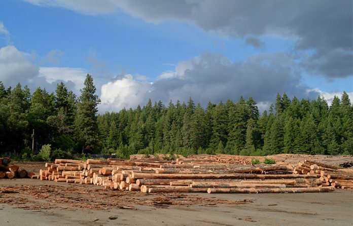 Oregon logging yard pile of logs