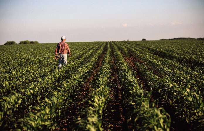 Farmer standing in crops