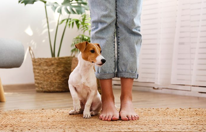 Dog standing at owner's feet
