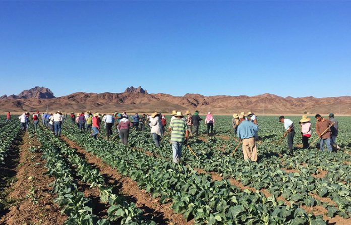 Farmers in Arizona