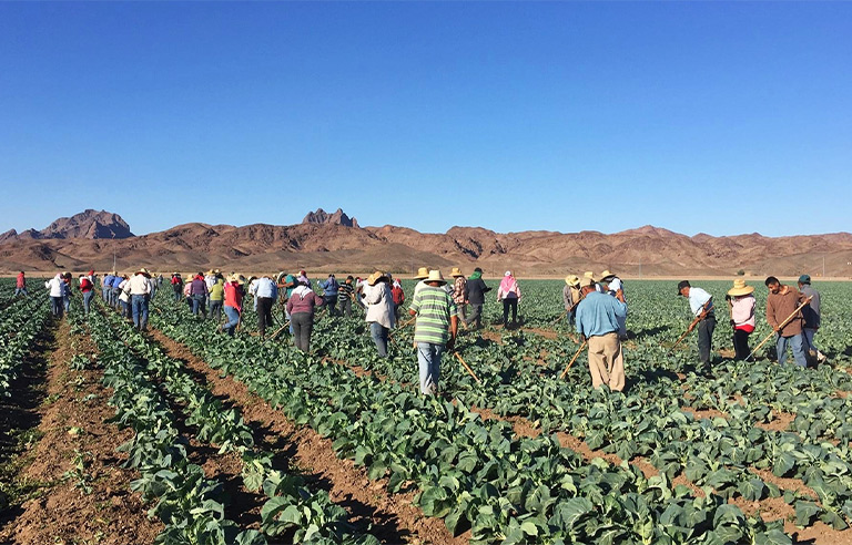 Heat illness widespread among young farmworkers in Arizona: study